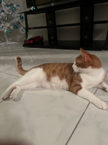 Needs a home