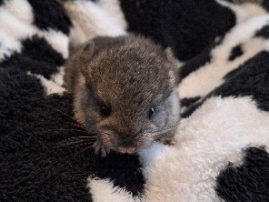 Munchkin the chinchilla