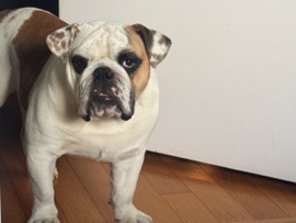 Olde English Bulldogge – Washington DC: 10 month old English Bulldog Male – Fort Washington