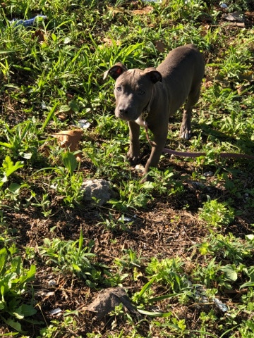 American Pit Bull Terrier – Pitbull for sale