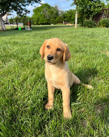 Labrador Retriever – Akc labrador retrievers