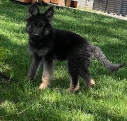 German Shepherd – German Shepherd (Show Line)