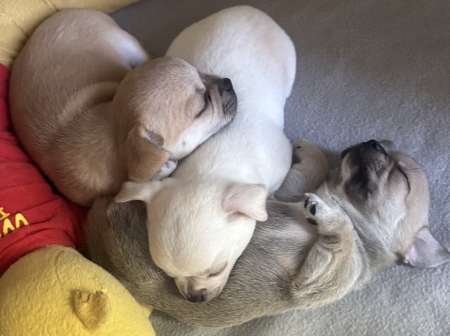 Chihuahua – cuccioli chihuahua mini – Fiesco