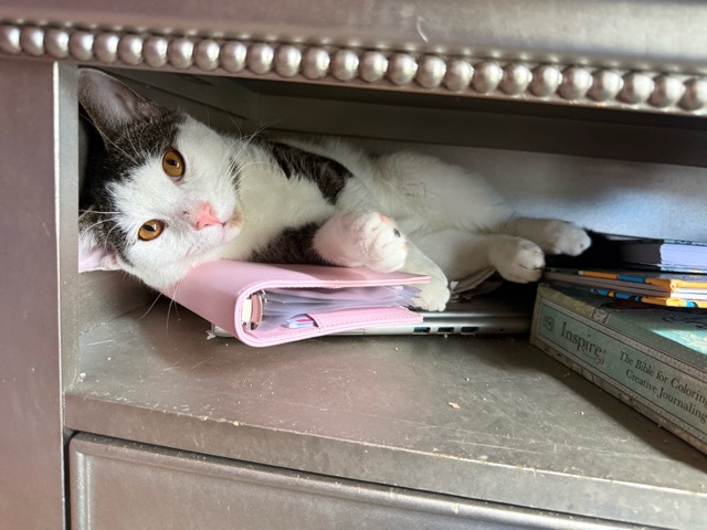 Emergency URGENT: Looking to rehome 4 cats as soon as possible – Port Saint Lucie