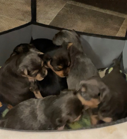 chorkie mix miniature pamuridian