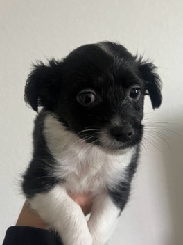 Chihuahua – Rehome for Chihuahuas