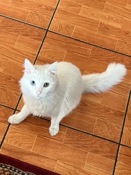 Persian (Modern) – Heterochromia Male Cat