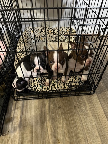 Boston Terrier – Boston terrier