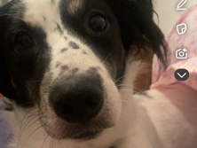 Border Collie – épagneul breton à donner – Falaise