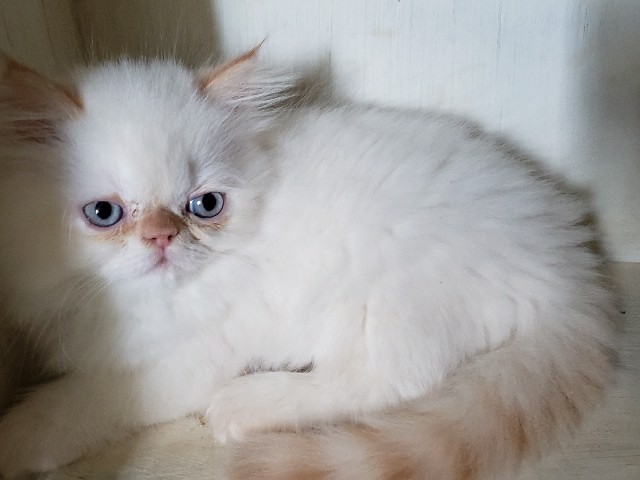 Persian (Modern) – Briteyes