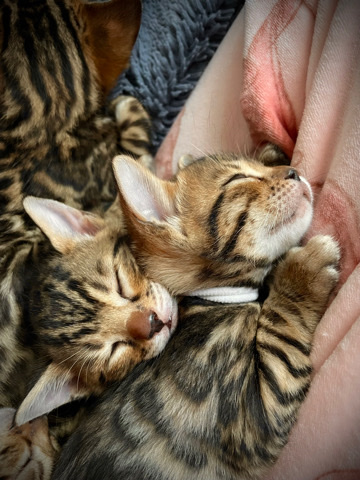 Bengal – Bengal pedigree tica register kitten
