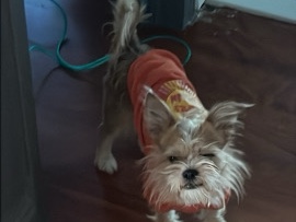 Mixed Breed - dog for sale  available for adoption in New York