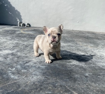French Bulldog – Frenchies