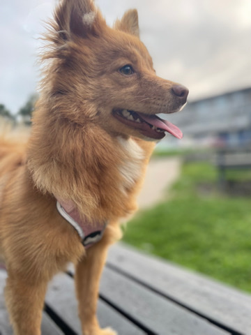 missy German spitz x Pomerian