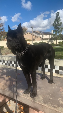Cane Corso – cane corse