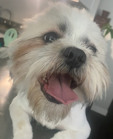 Shih Tzu – AKC Shih-Tzu