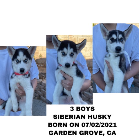 Siberian Husky – siberian husky puppies in Garden Grove CA