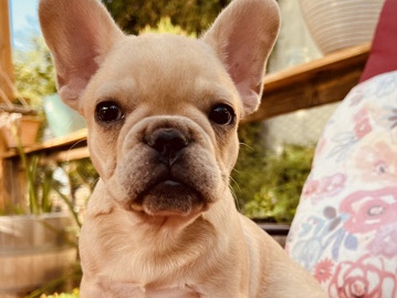 French bull dogs!