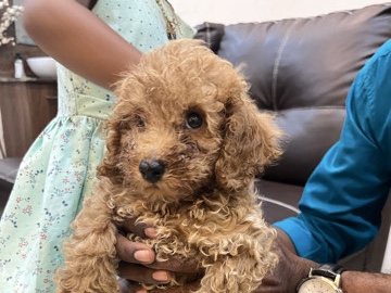 Poodle – Male Miniature Poodle Puppy for Sale – Kottayam