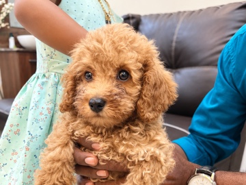 Poodle – Male Miniature Poodle Puppy for Sale – Kottayam
