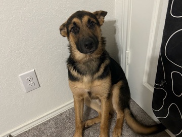 German Shepherd – Need to Rehome dog – Keller