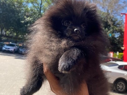 Pomeranian – pomeranian hembra negra – Cuernavaca