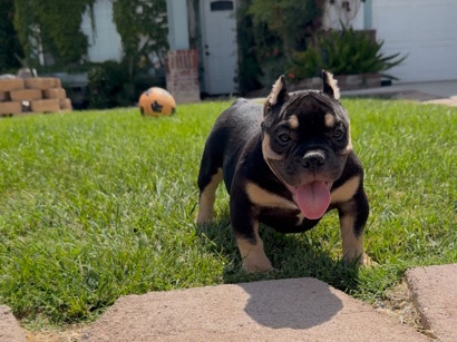 Exotic bully – Lake Elsinore