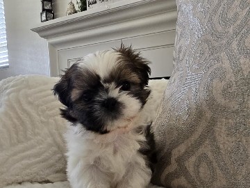 Shih Tzu – puppies – Victorville