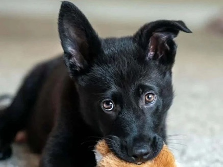 German Shepherd – Purebred - German Shepherd – Riyadh