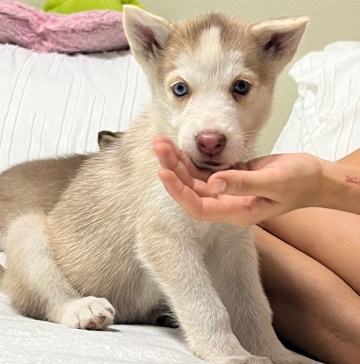 Labrador Husky – baby huskies