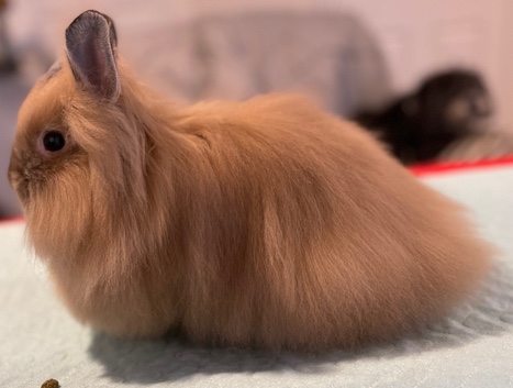 Lionhead – lionhead bunnies