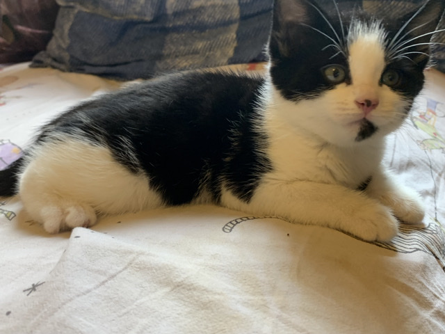 Russian White, Black and Tabby - READY KITTEN FOR A NEW LOVEING HOME 🥰❤️ available for adoption in London