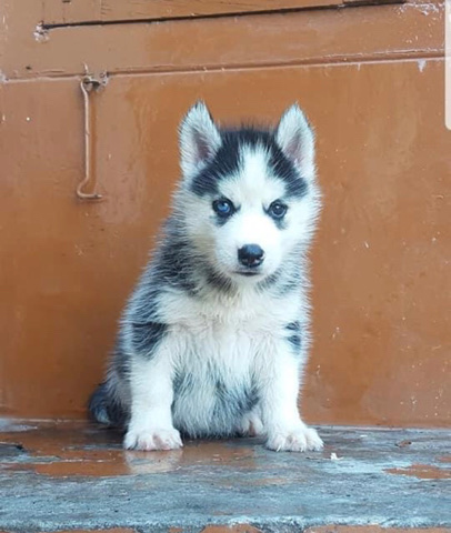 Siberian Husky – Husky puppy full active for sell