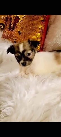 Maltese – Maltipoo mix puppy