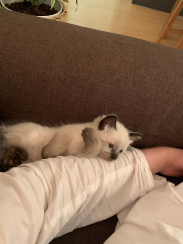 Siamese – pair of kittens for sale