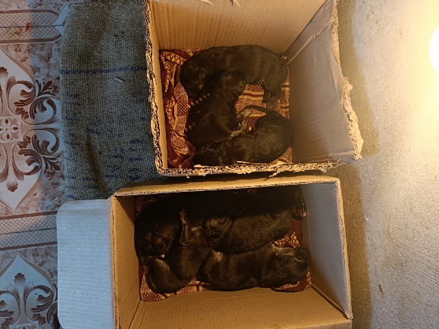 German Shepherd – good quality gsd available