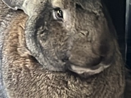contenential giant rabbit – Swindon
