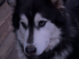 Alaskan Malamute – Alaskan Malamute – New Orleans