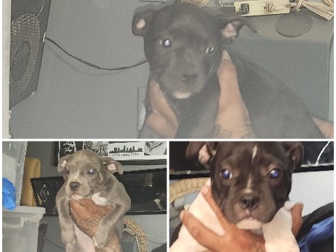 American Pit Bull Terrier – BLUE – Alhambra