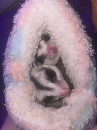 2 Sugar glider zu verkaufen,Männchen und Weibchen