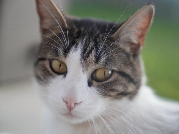 American Wirehair – American Wirehair Cat – Katy