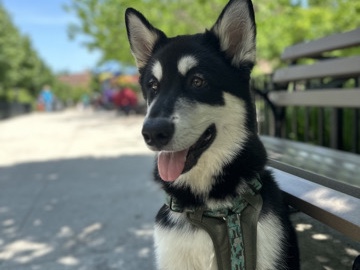 Siberian Husky – En adopción loga