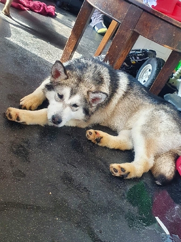 Alaskan Malamute – For sale/rehome