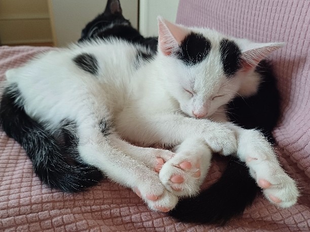 British Semi-longhair – kitten