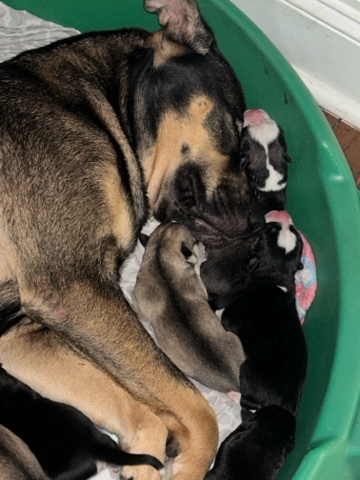 German Shepherd – Siberian Husky/Mixed With German Shepherd Puppies