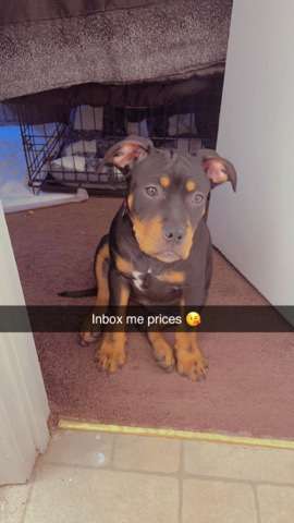 American Pit Bull Terrier – pitbull tri color ***