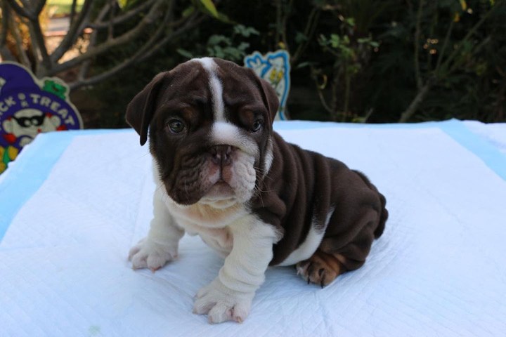 Bulldog – English Bulldog puppies