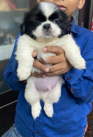 Shih Tzu – shih tzu male female puppy for sell