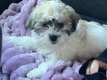 Shih Tzu – Biscuit needs a home – Pensacola