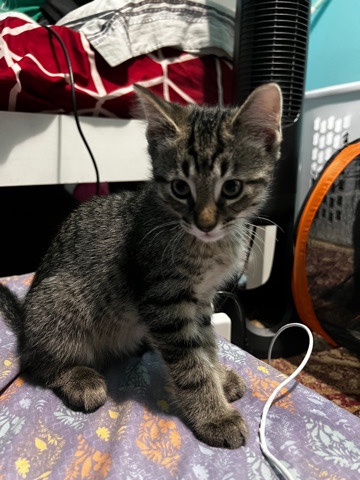 American Shorthair – Baby Grey Kitten